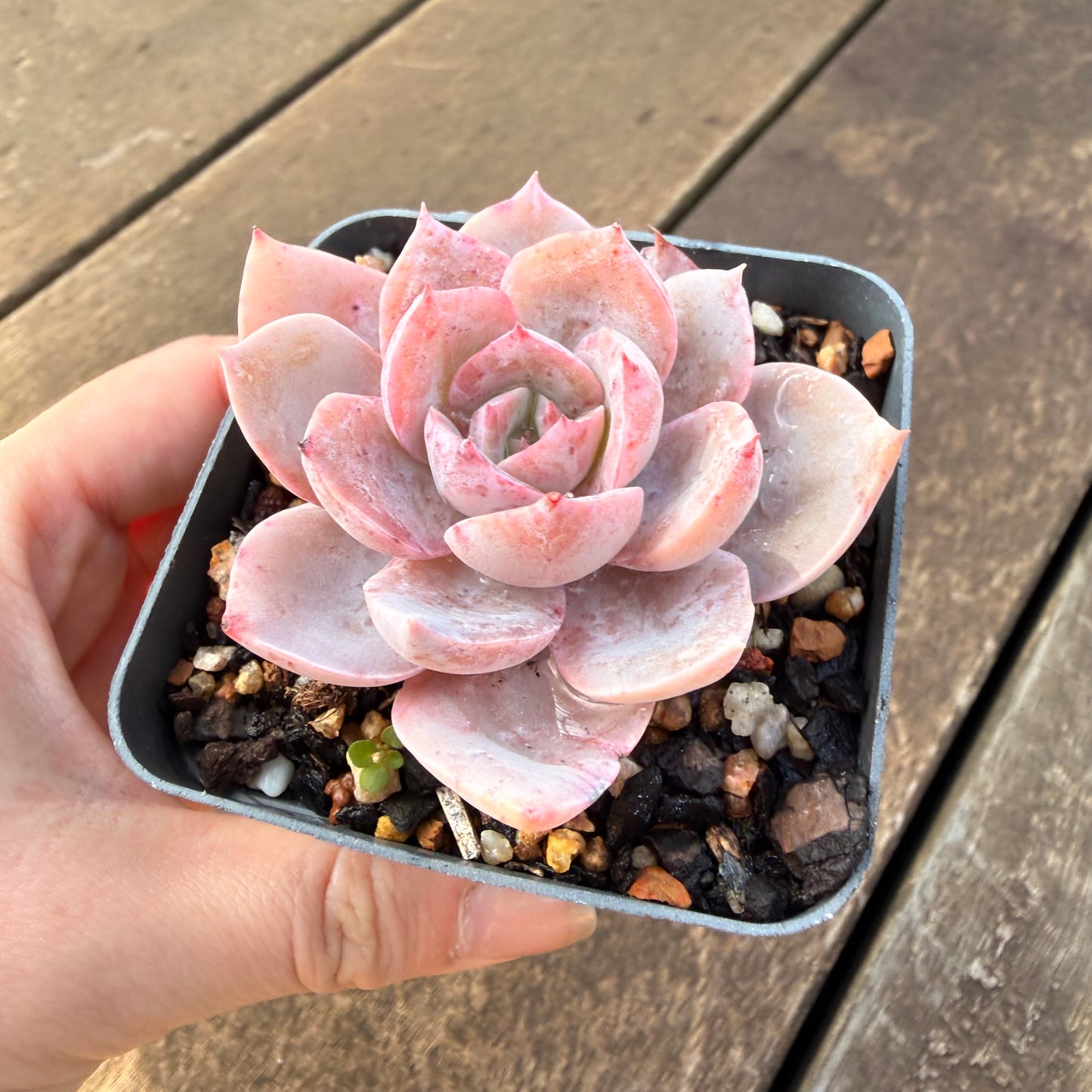 0906 Echeveria Laui x Neon Breaker