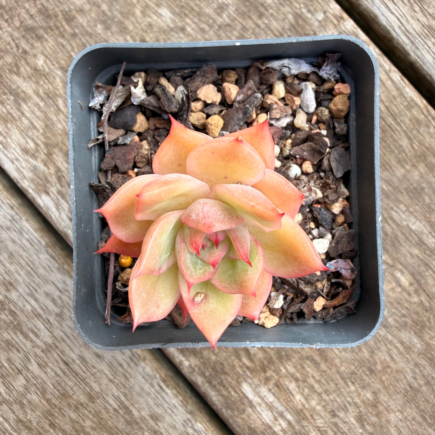 0906 Echeveria Agavoides x Malgan