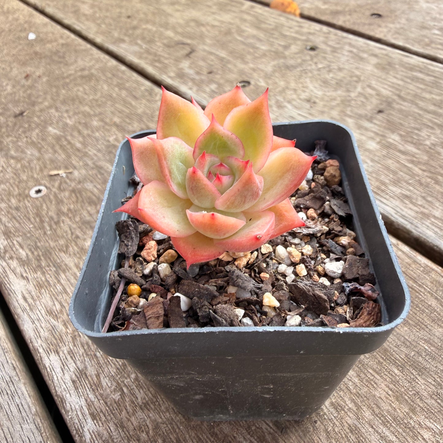 0906 Echeveria Agavoides x Malgan