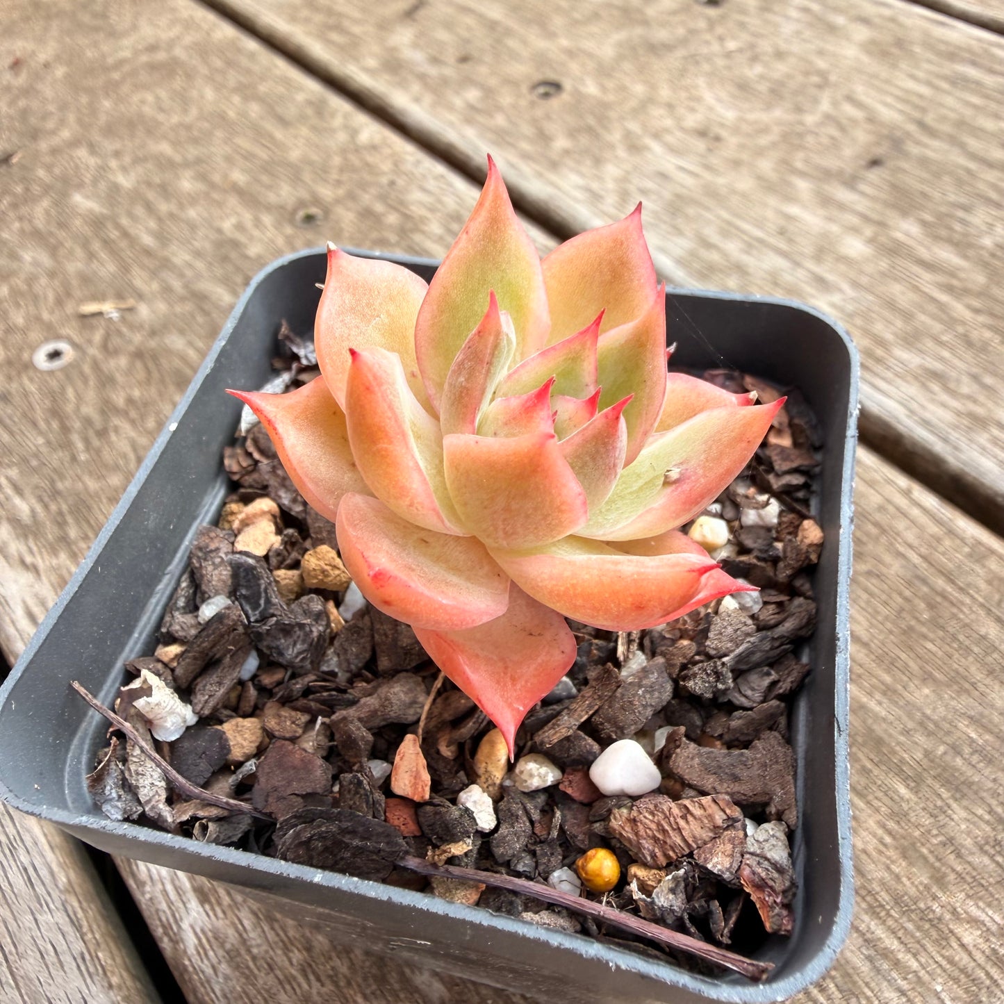 0906 Echeveria Agavoides x Malgan