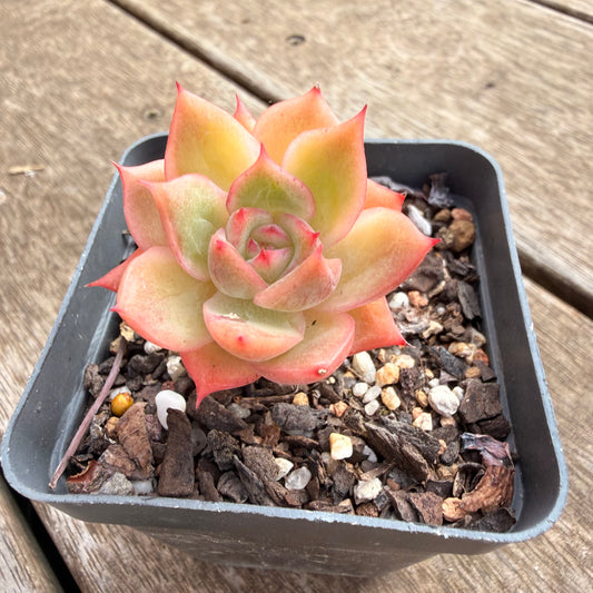 0906 Echeveria Agavoides x Malgan