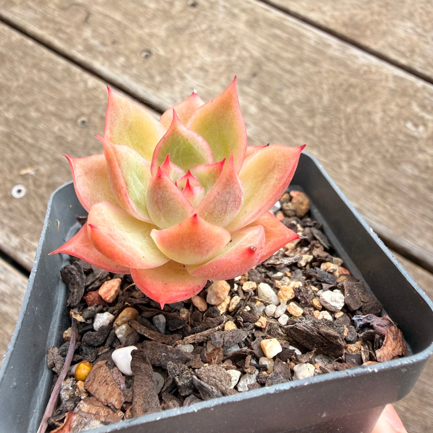 0906 Echeveria Agavoides x Malgan
