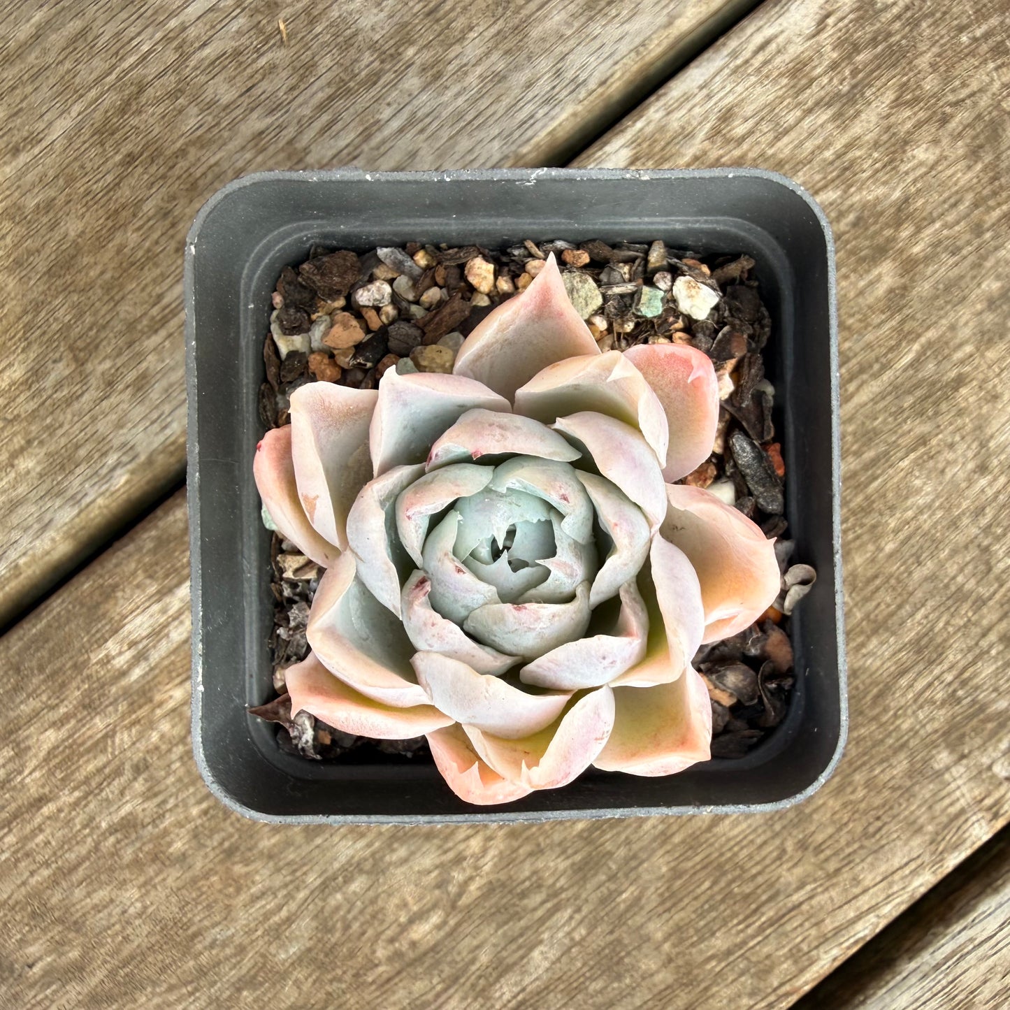 0906 Echeveria Simulans 'Lace'