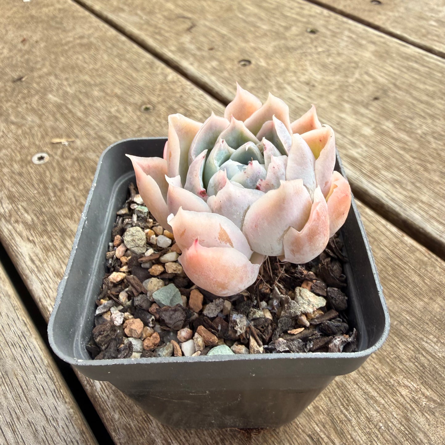 0906 Echeveria Simulans 'Lace'