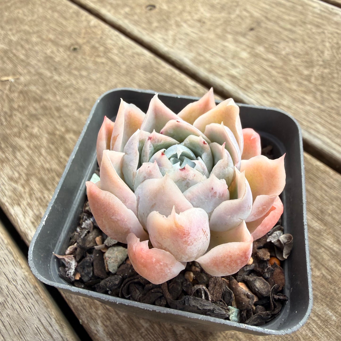 0906 Echeveria Simulans 'Lace'