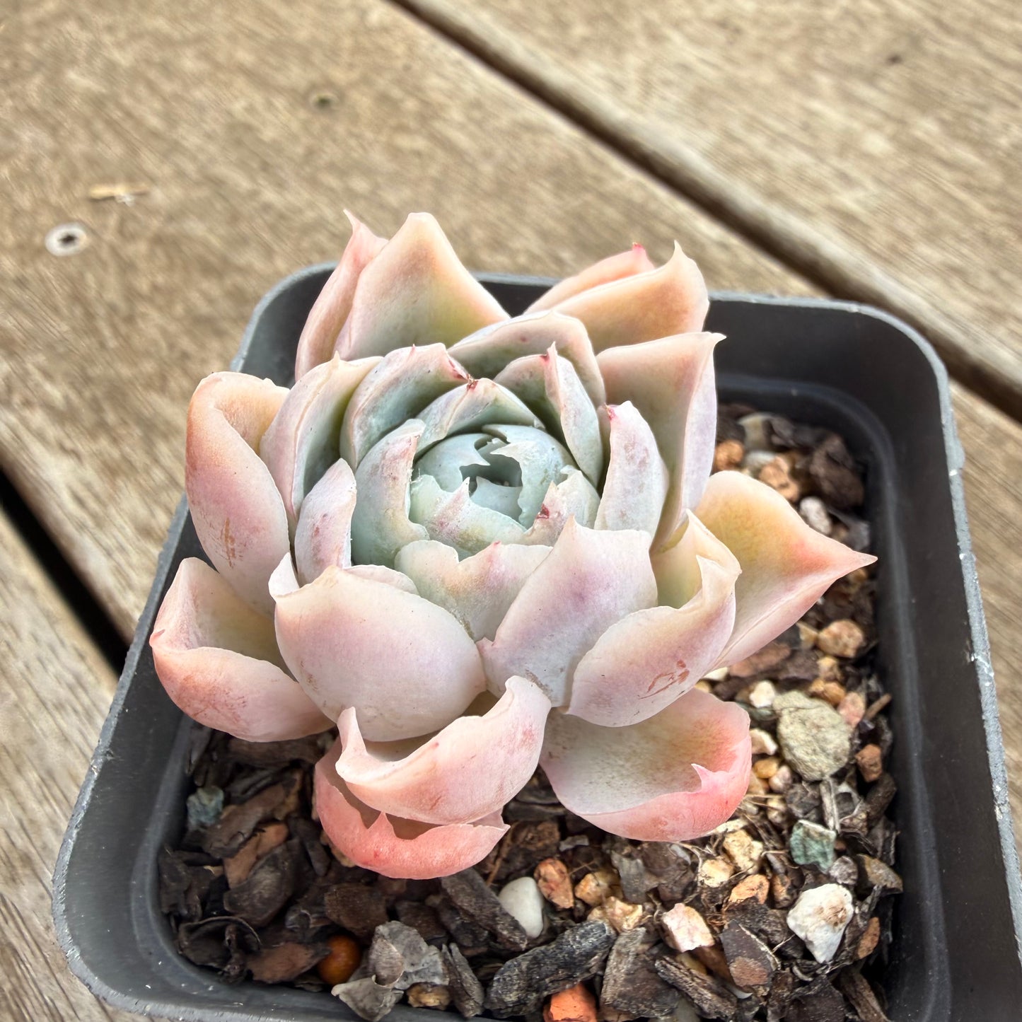 0906 Echeveria Simulans 'Lace'
