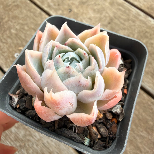 0906 Echeveria Simulans 'Lace'