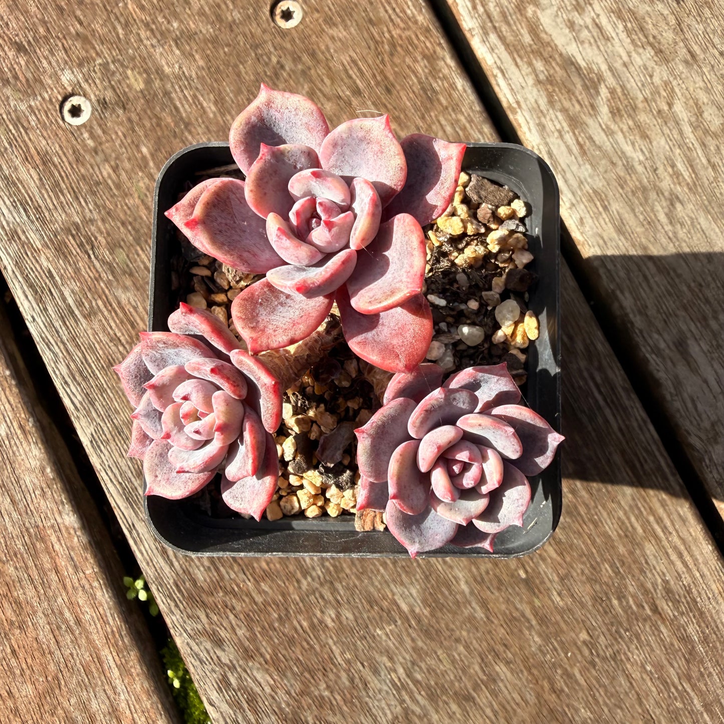 0906 Echeveria Mulan