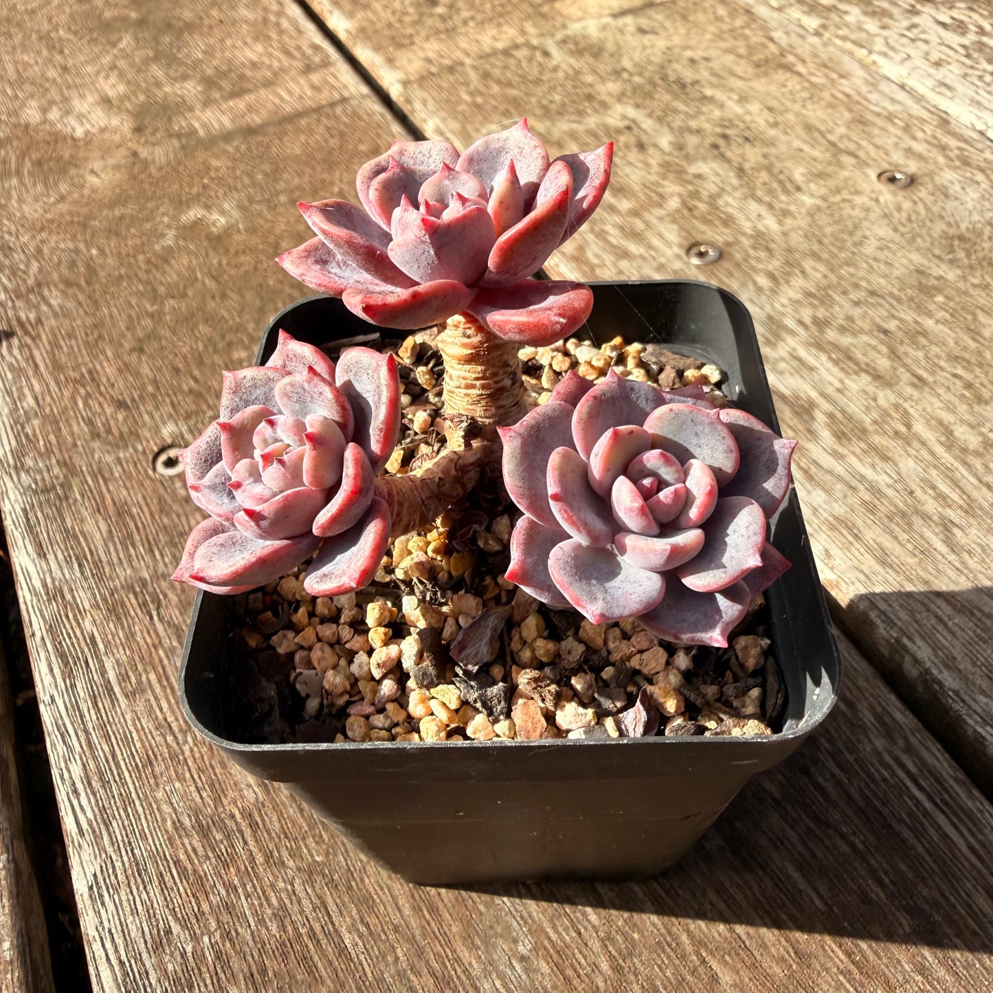 0906 Echeveria Mulan
