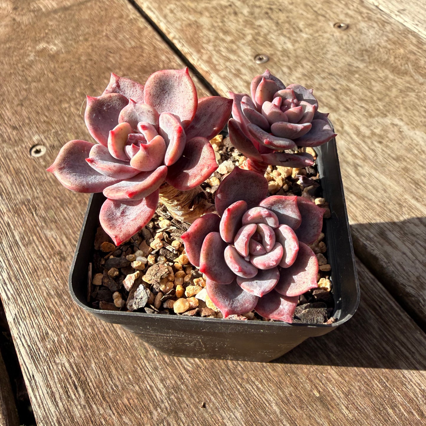 0906 Echeveria Mulan