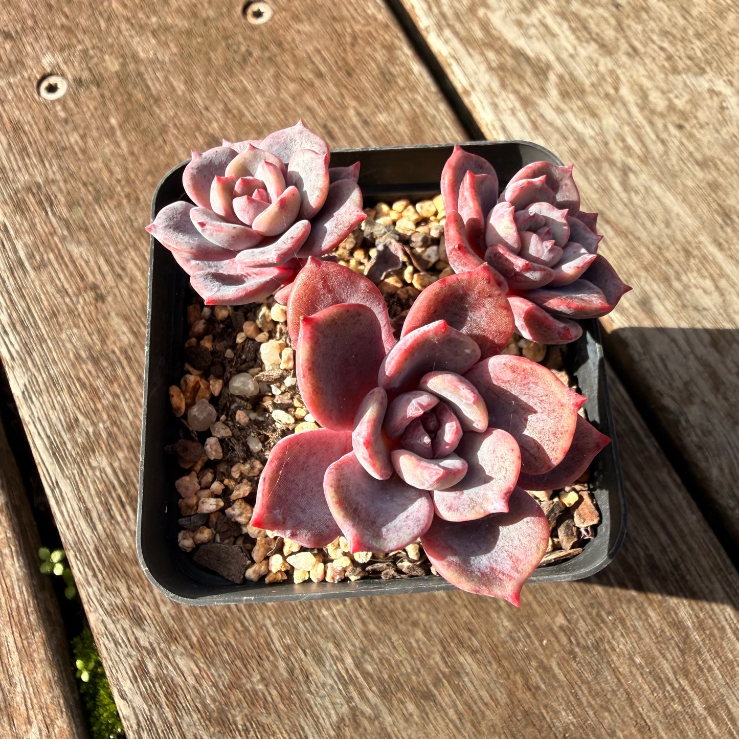 0906 Echeveria Mulan