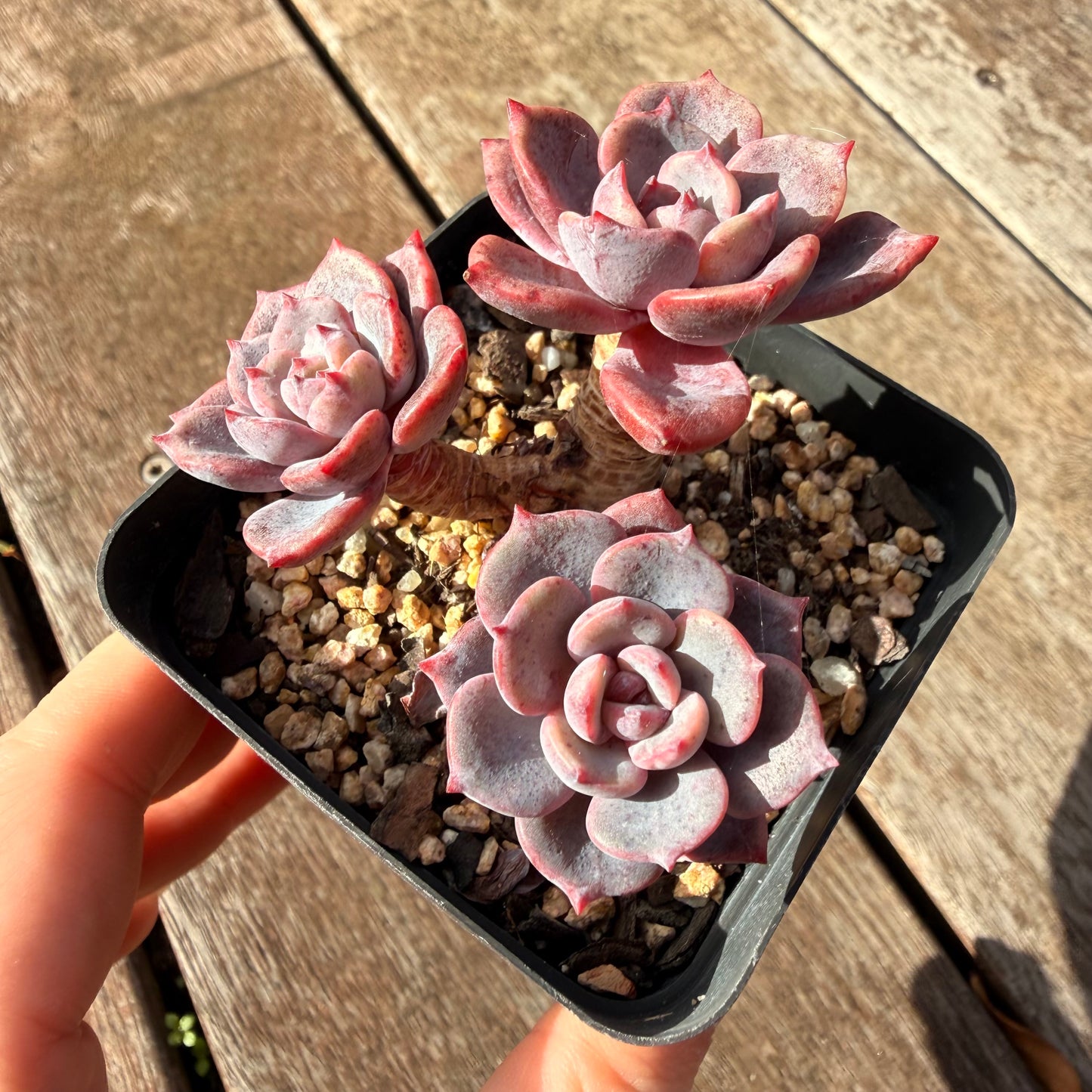 0906 Echeveria Mulan