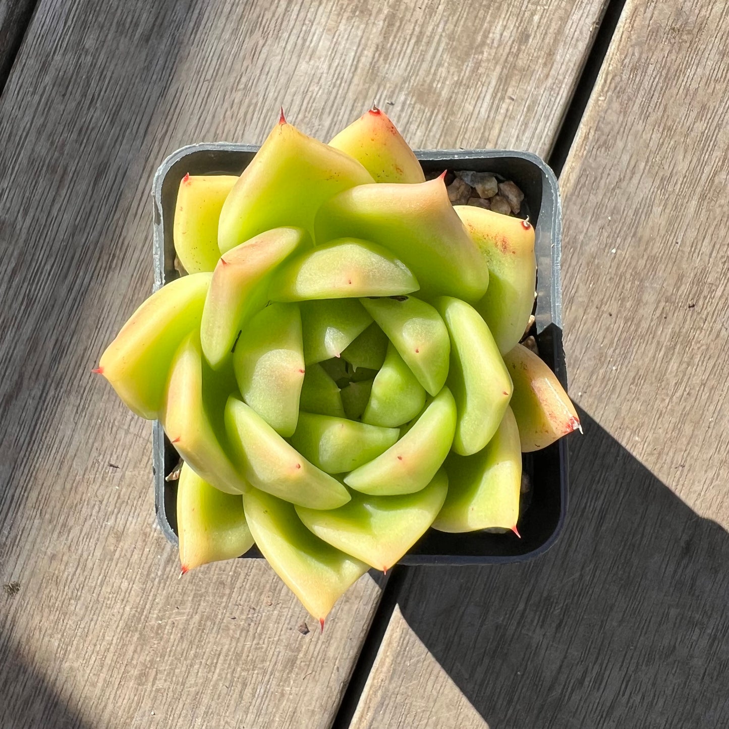 0907 Echeveria Agavoides 'Lime'