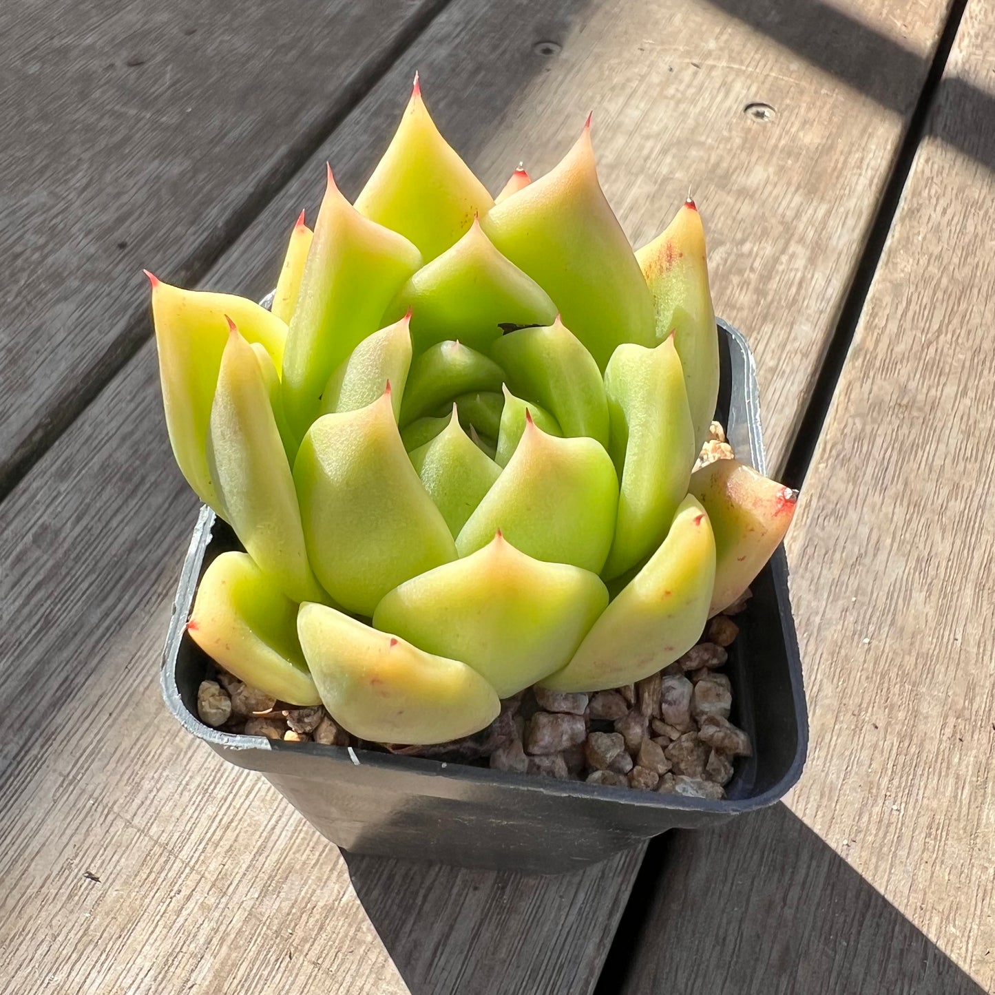 0907 Echeveria Agavoides 'Lime'