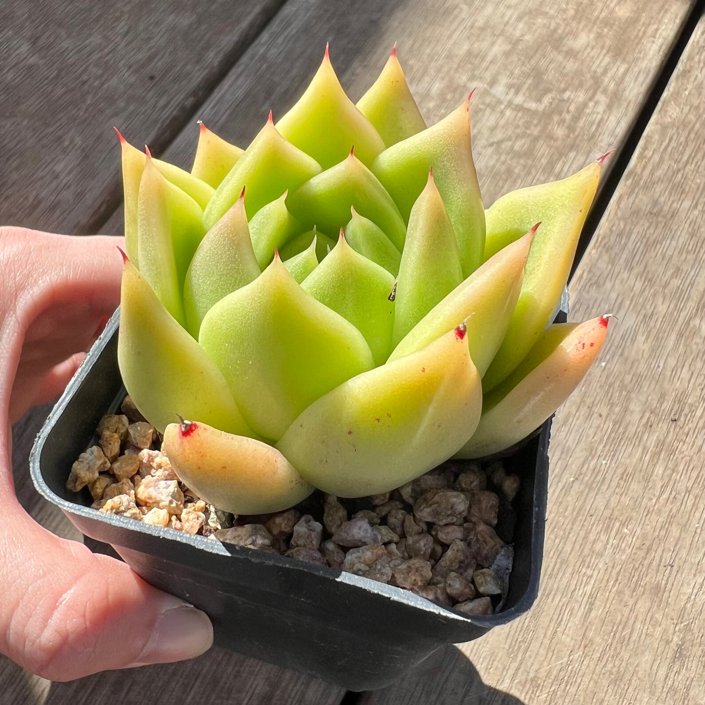 0907 Echeveria Agavoides 'Lime'