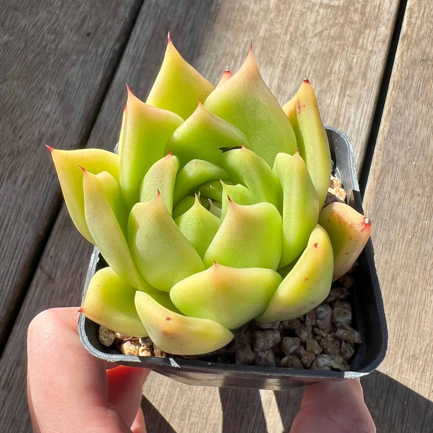 0907 Echeveria Agavoides 'Lime'