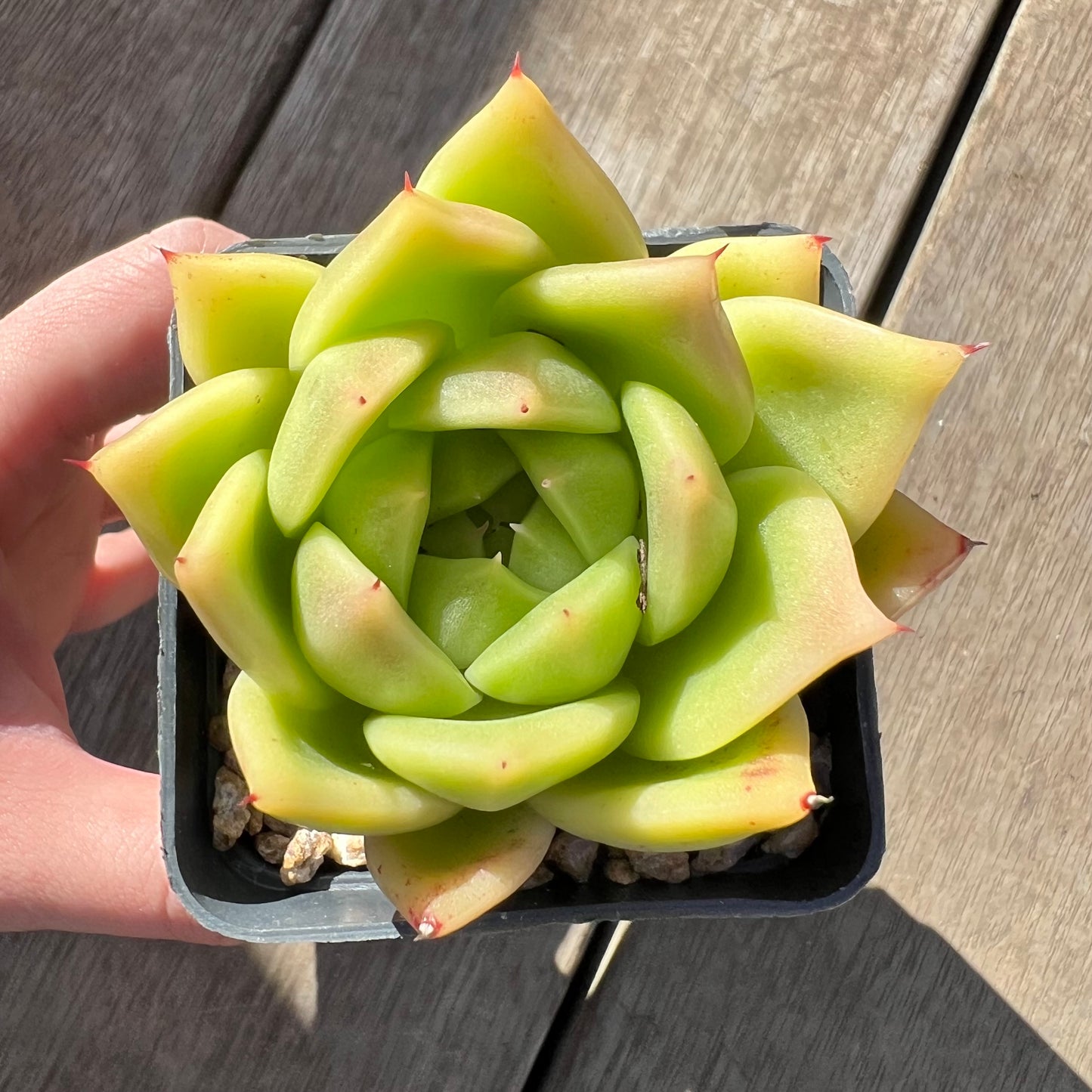 0907 Echeveria Agavoides 'Lime'