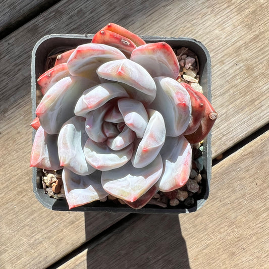 0907 Echeveria Arctic Snow(candy heart) - Korean Form