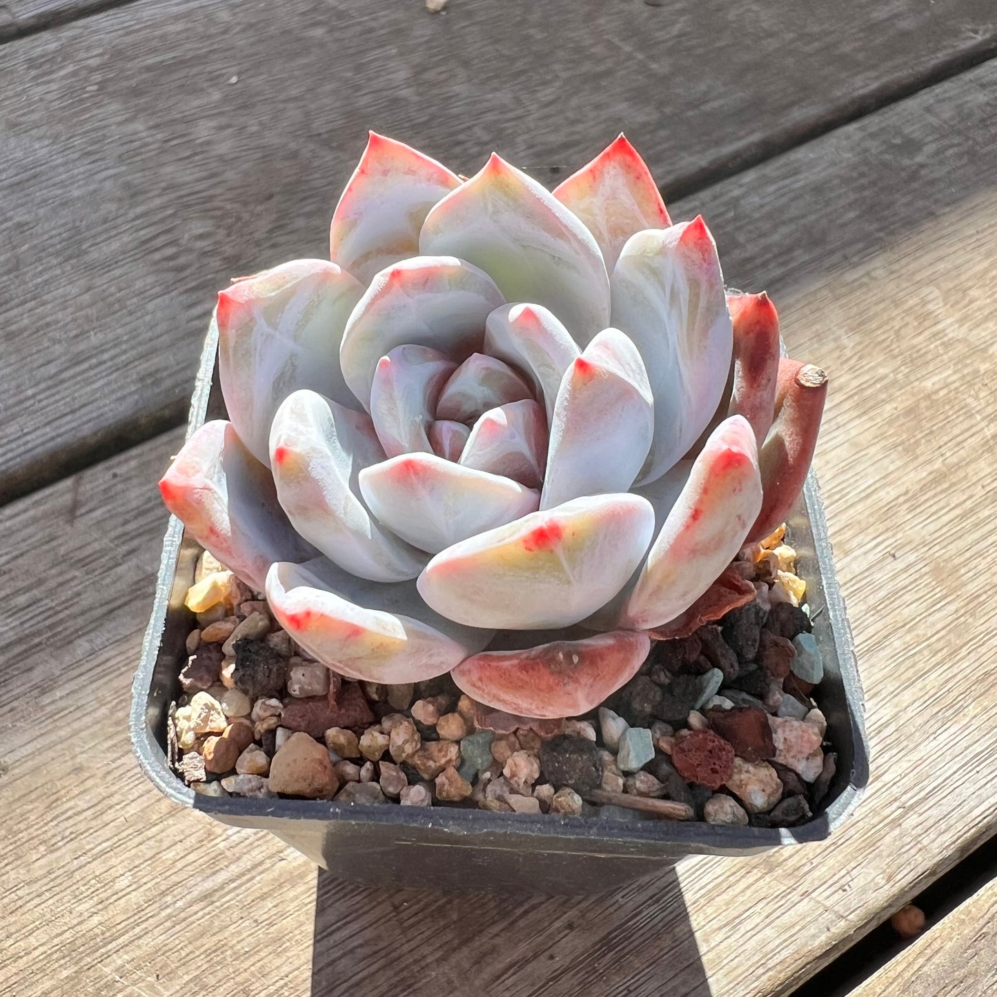 0907 Echeveria Arctic Snow(candy heart) - Korean Form