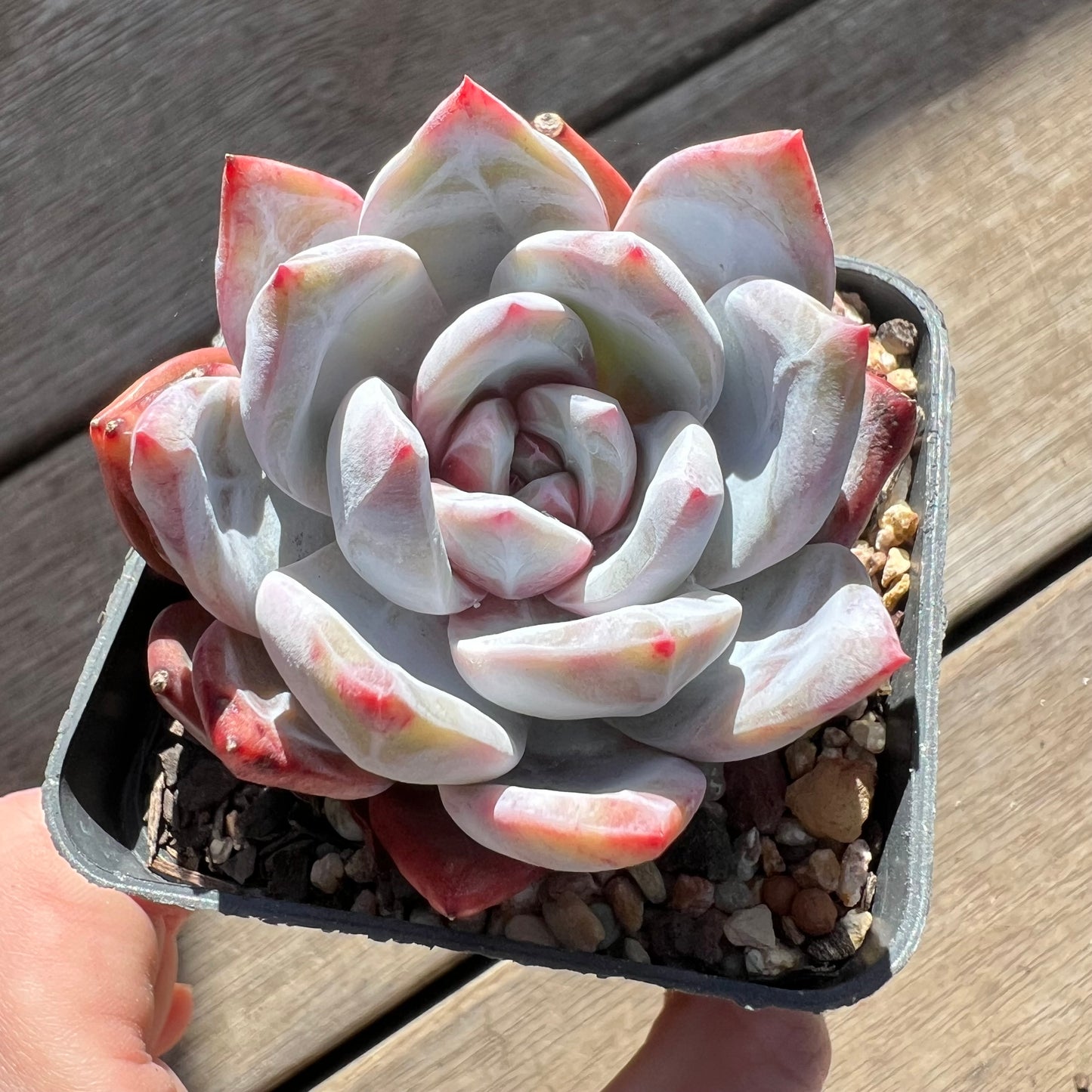 0907 Echeveria Arctic Snow(candy heart) - Korean Form