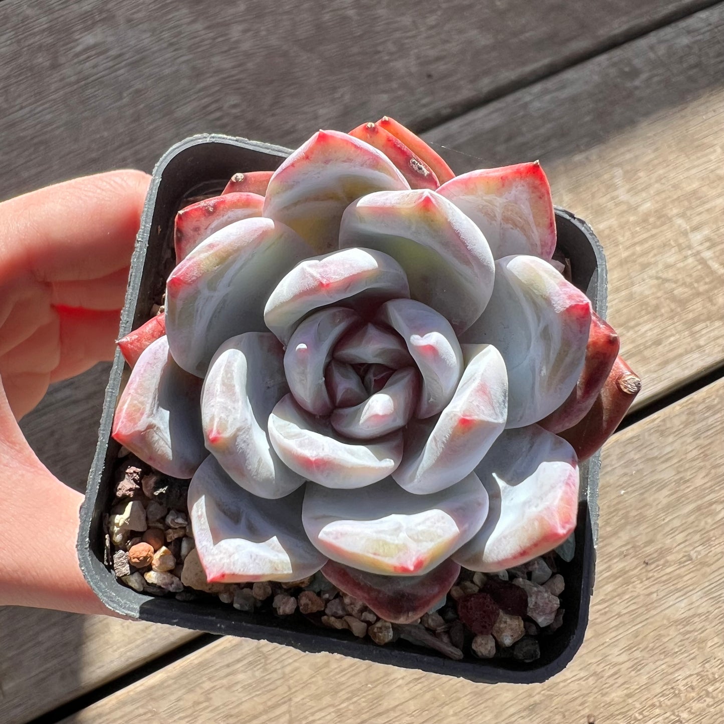 0907 Echeveria Arctic Snow(candy heart) - Korean Form