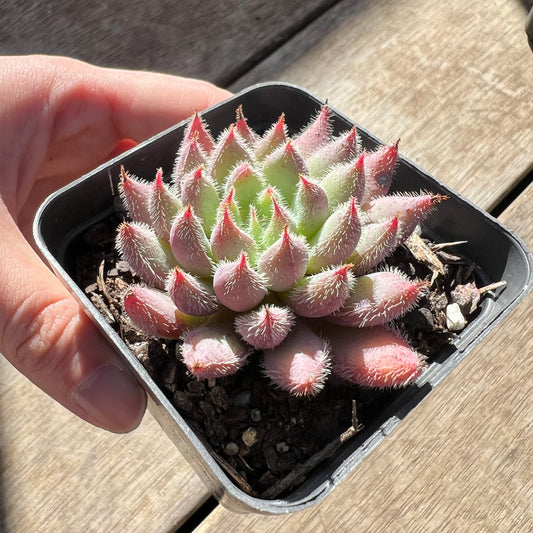 0907 Echeveria Comet