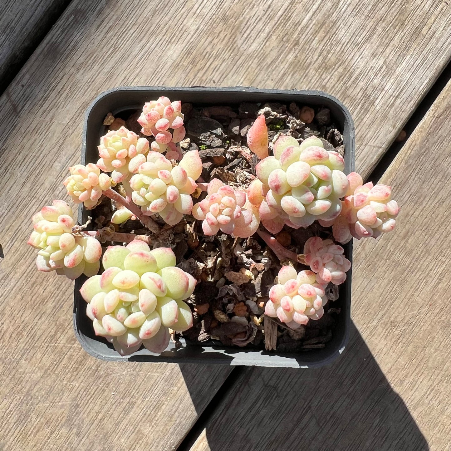 0907 Echeveria Cute Beans 'Moemame' (clump)