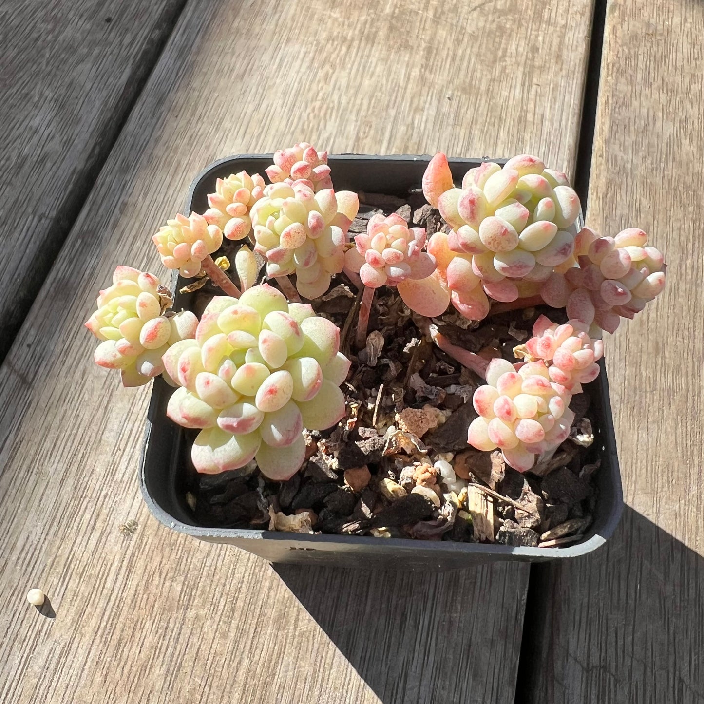 0907 Echeveria Cute Beans 'Moemame' (clump)