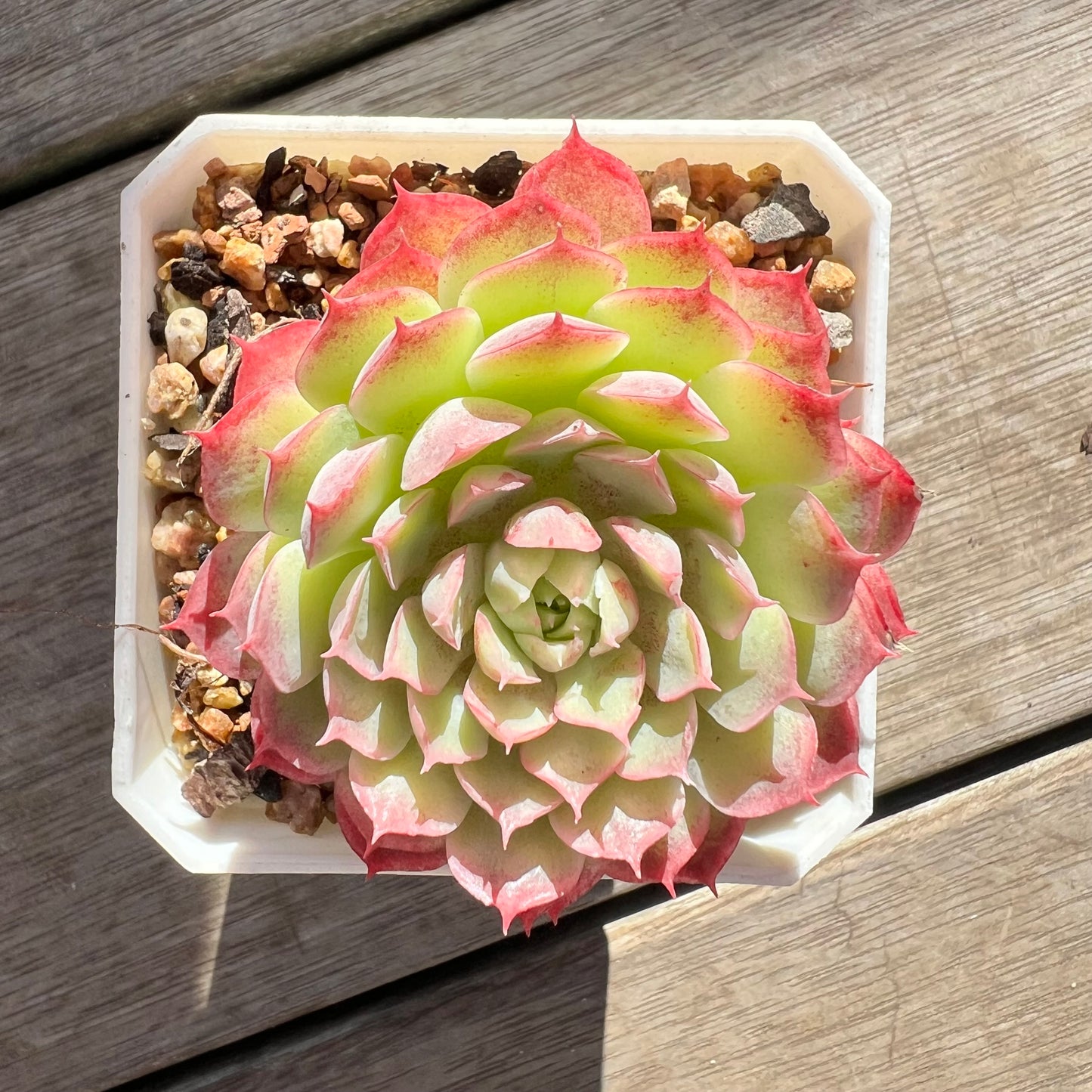 0907 Echeveria Immortal Peach