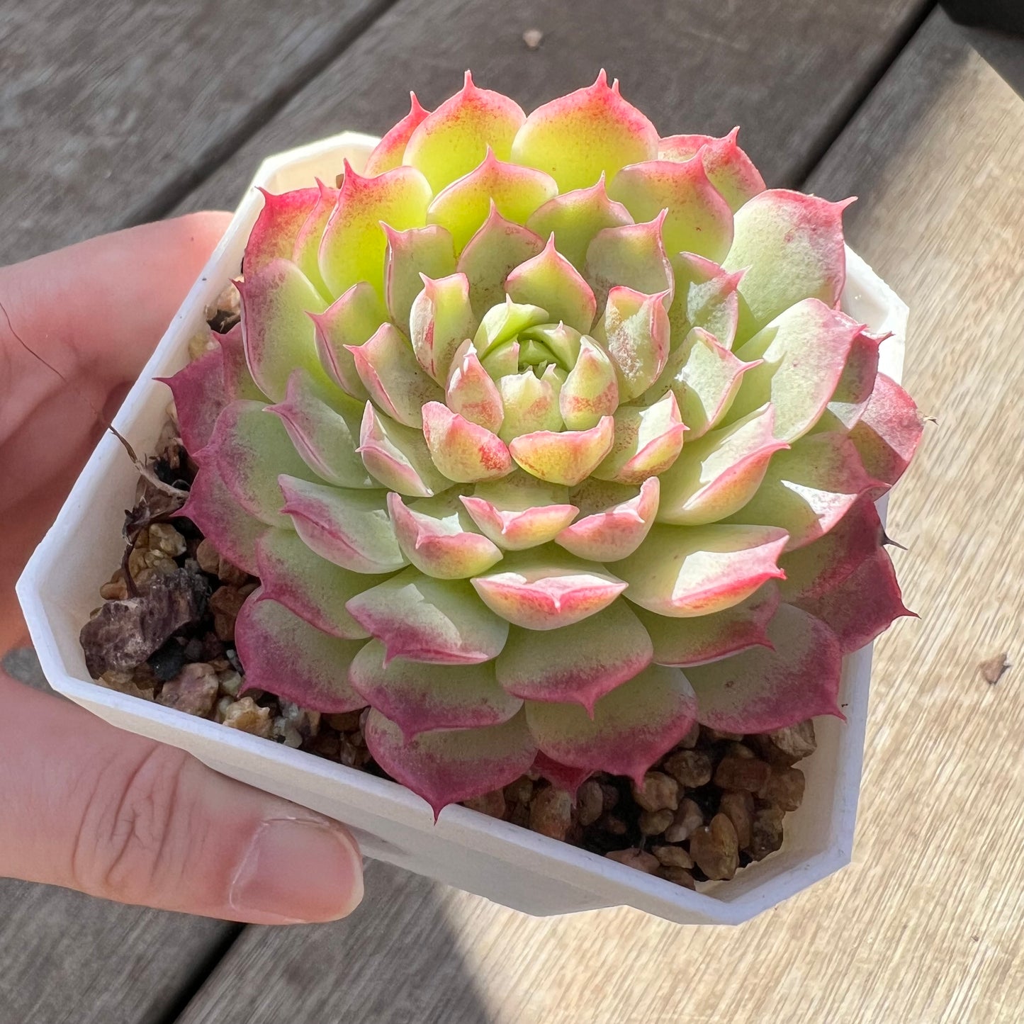 0907 Echeveria Immortal Peach