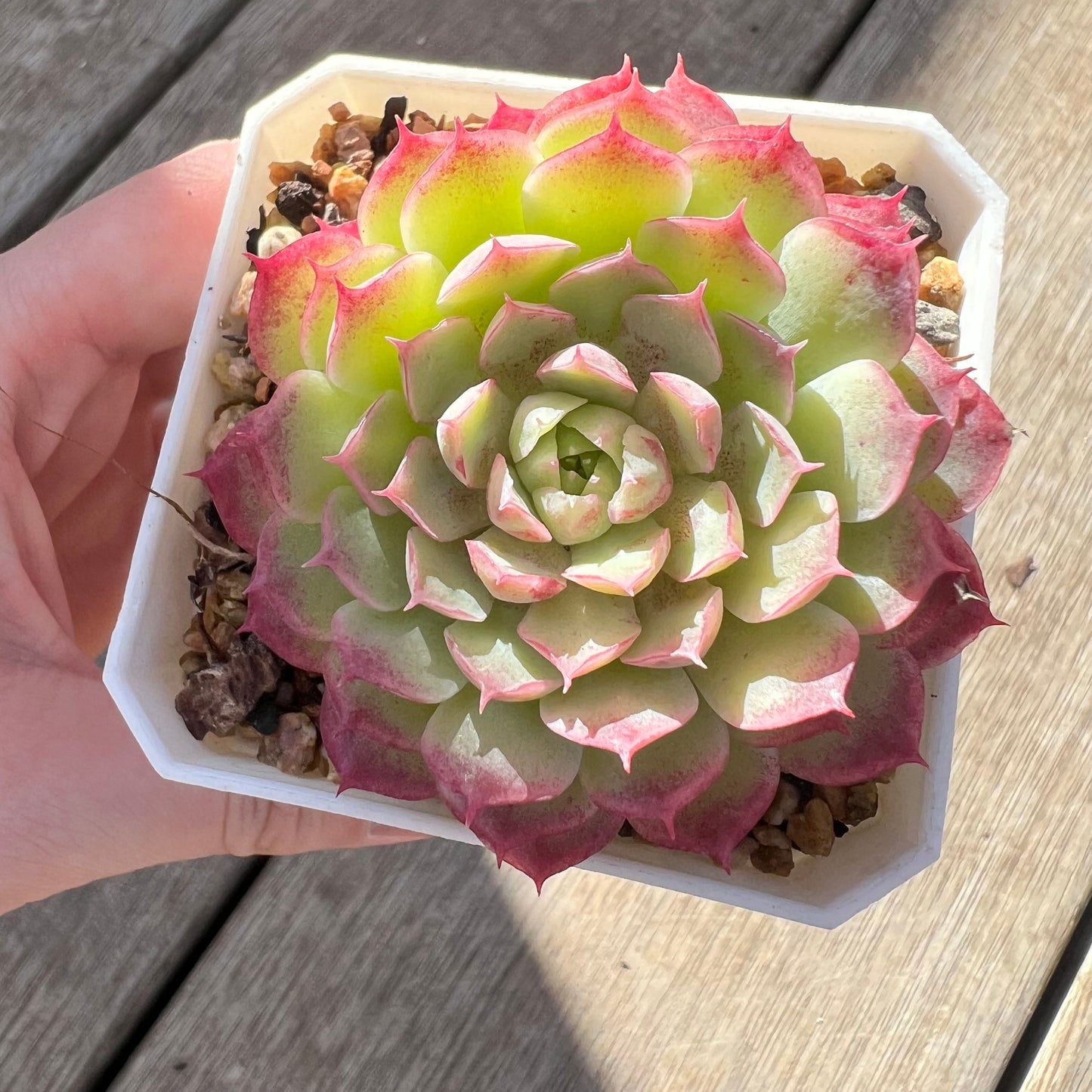 0907 Echeveria Immortal Peach