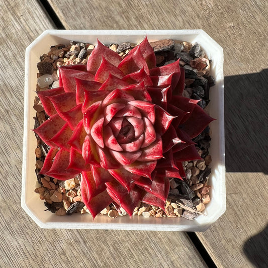 0907 Echeveria 'Queen Red'