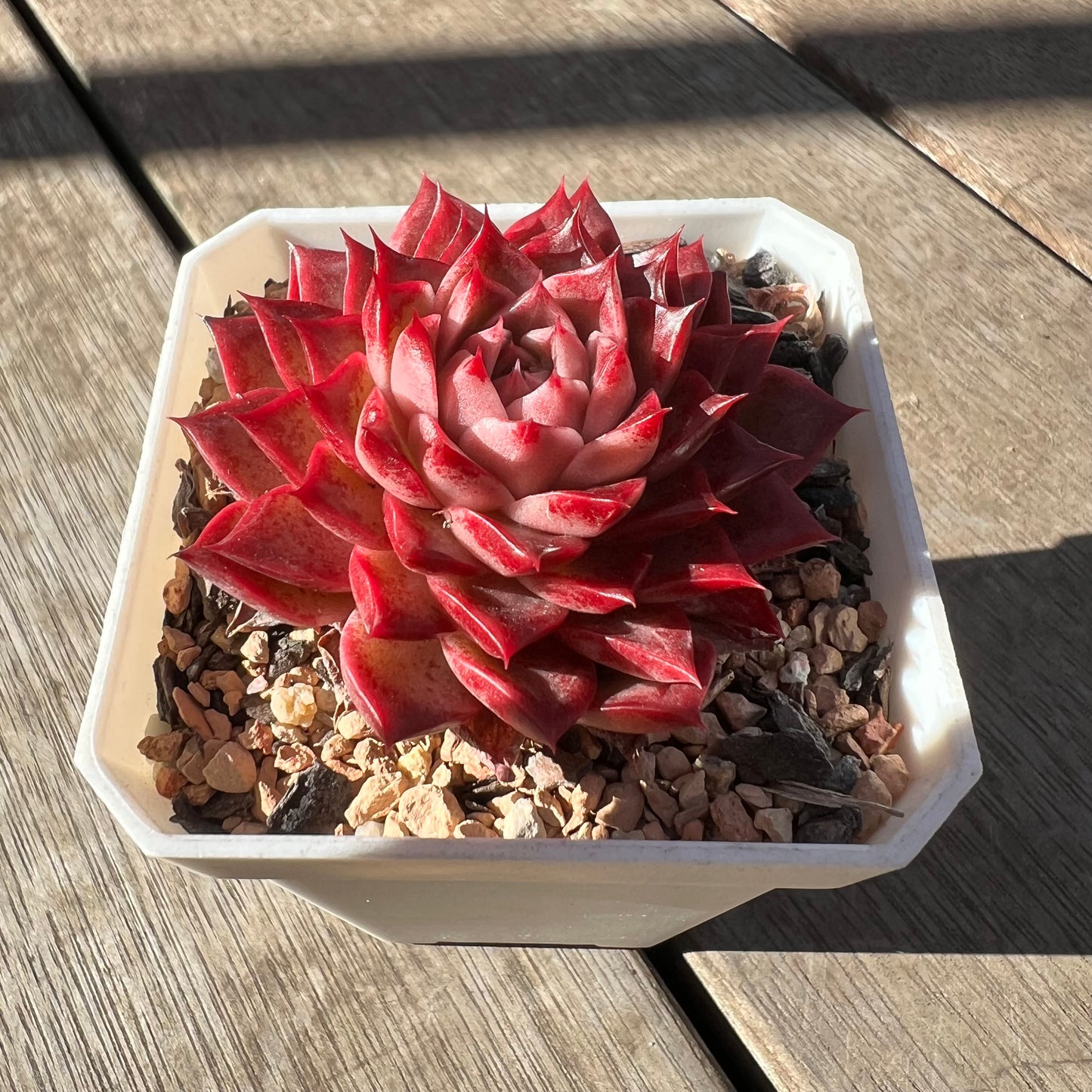 0907 Echeveria 'Queen Red'