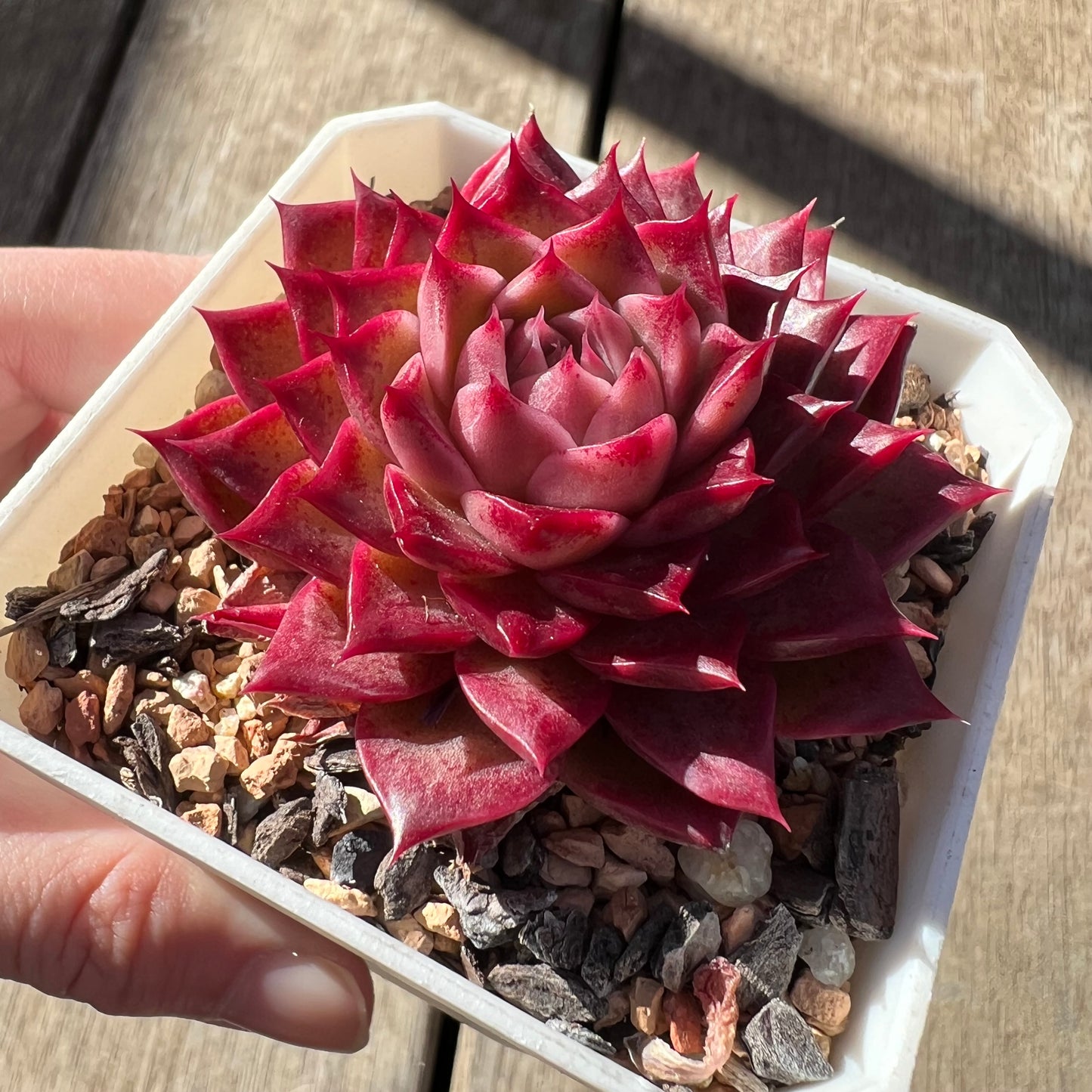 0907 Echeveria 'Queen Red'