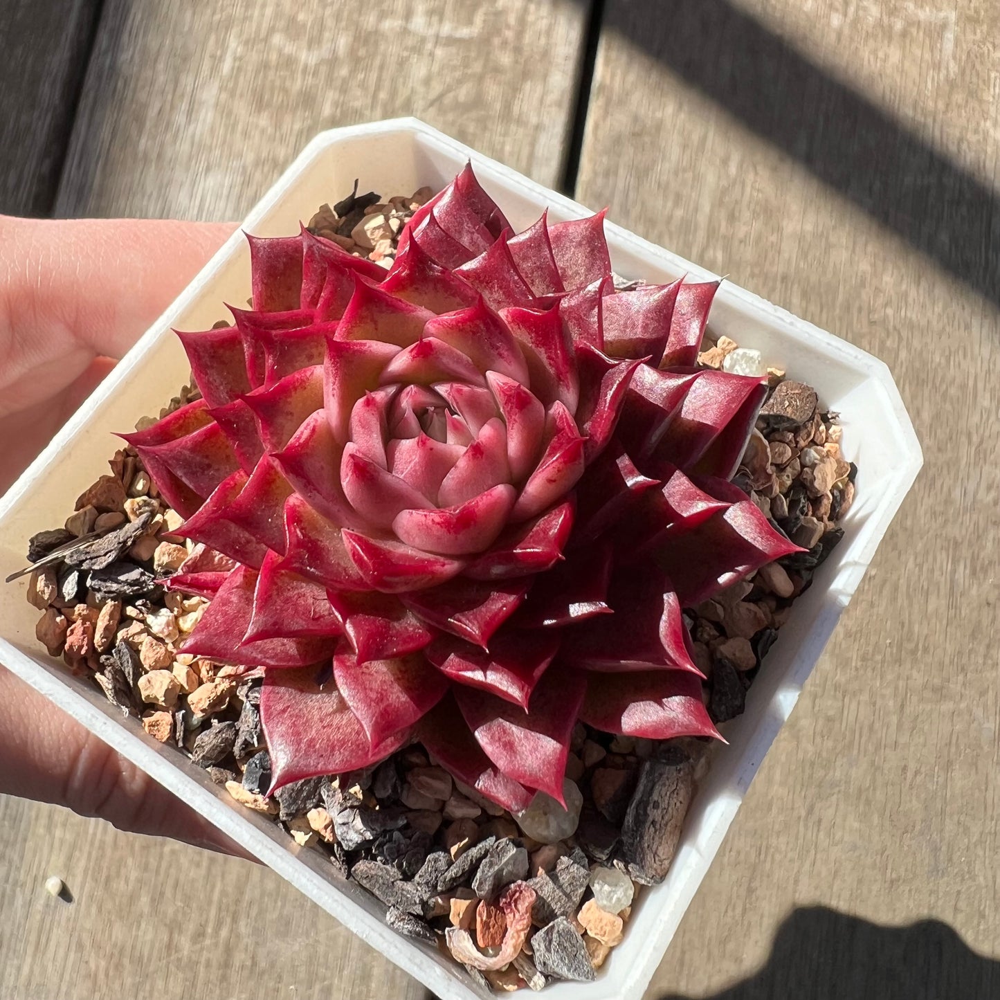 0907 Echeveria 'Queen Red'