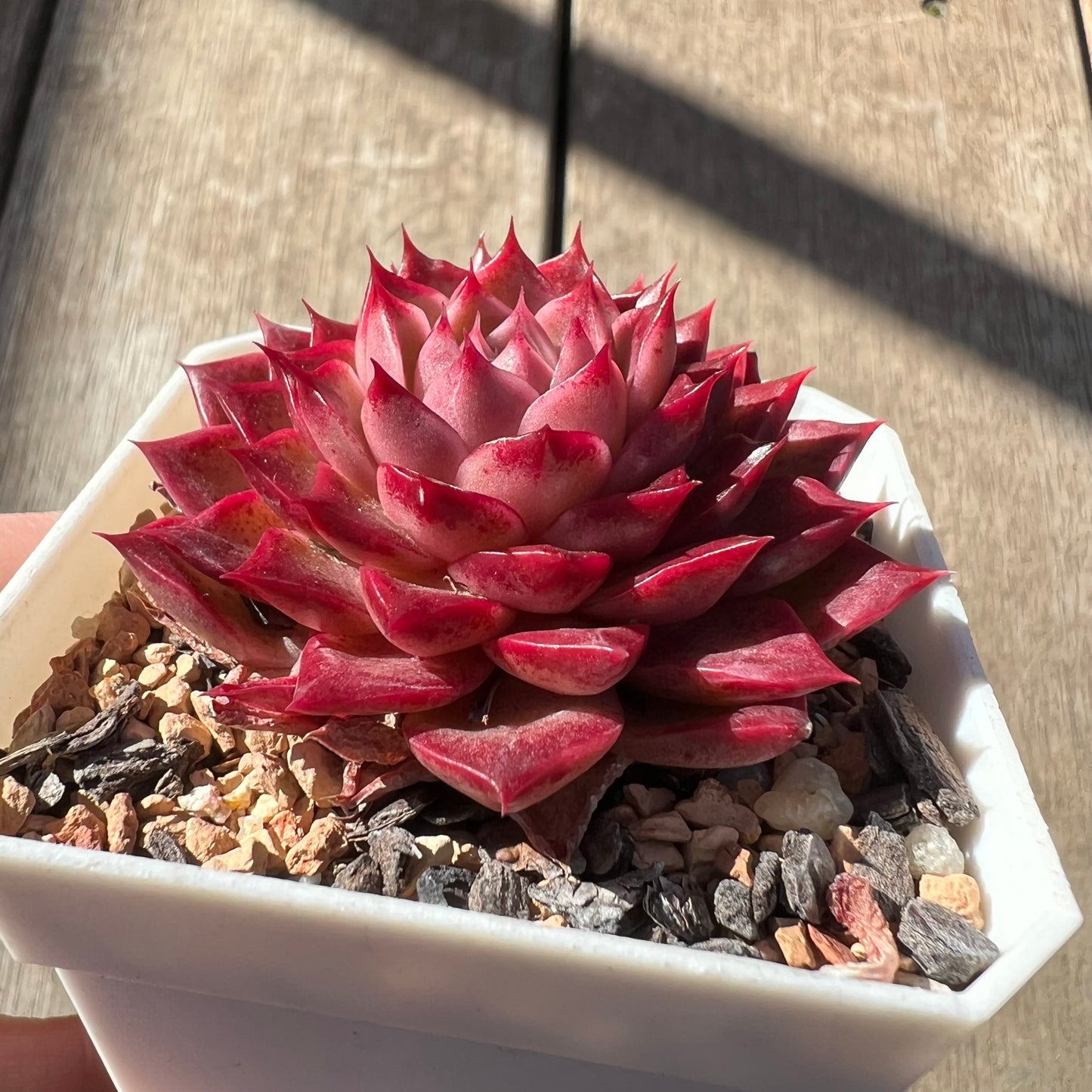 0907 Echeveria 'Queen Red'