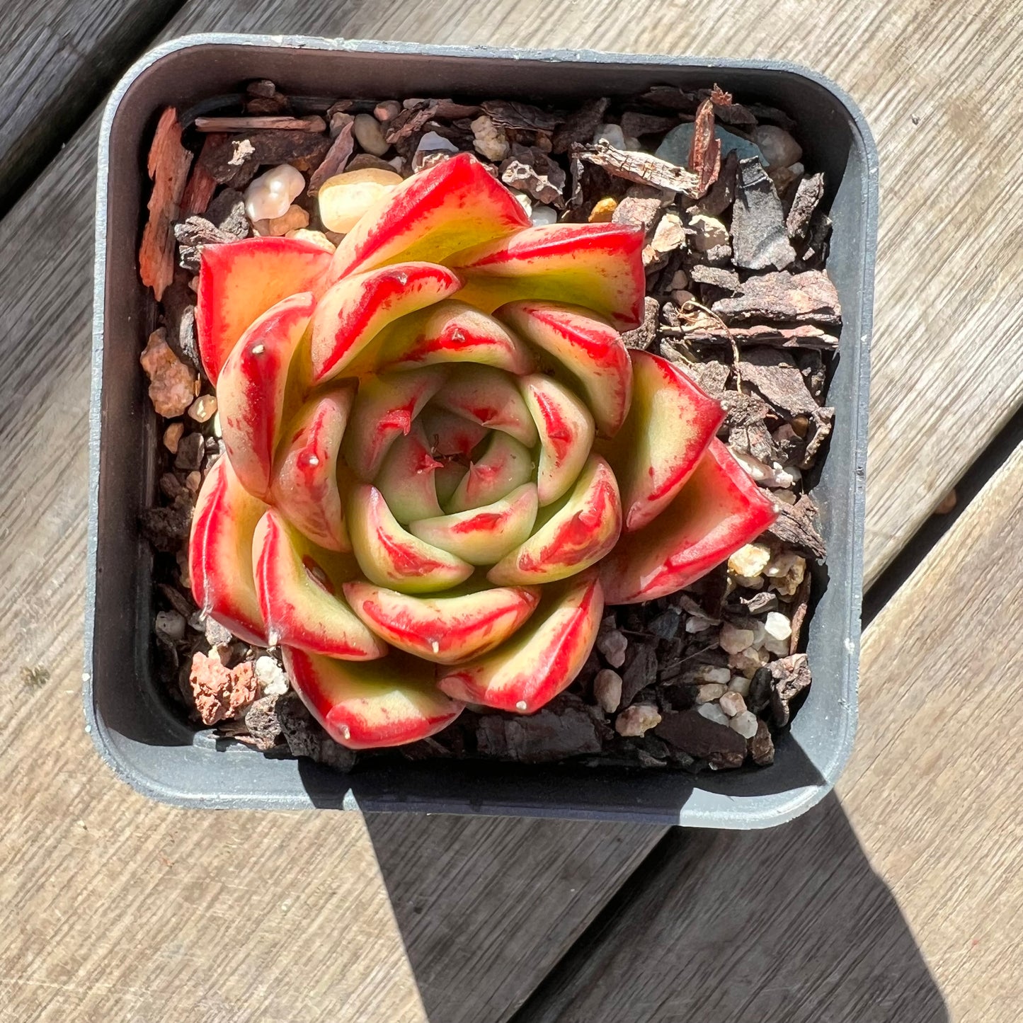 0907 Echeveria Red Ebony