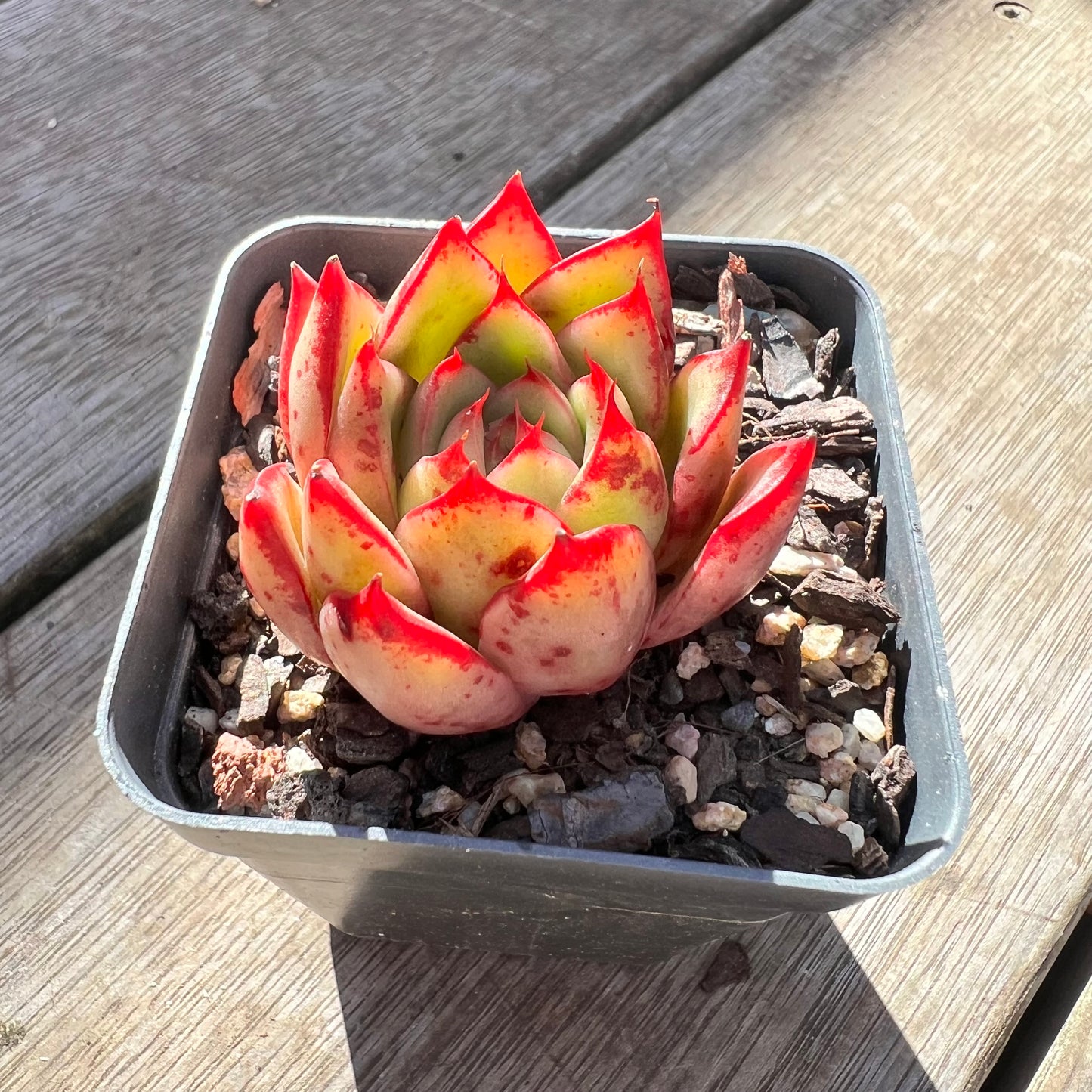 0907 Echeveria Red Ebony