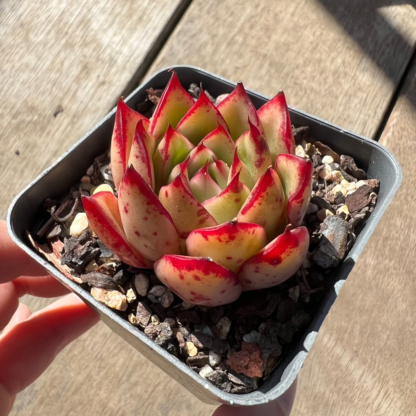 0907 Echeveria Red Ebony