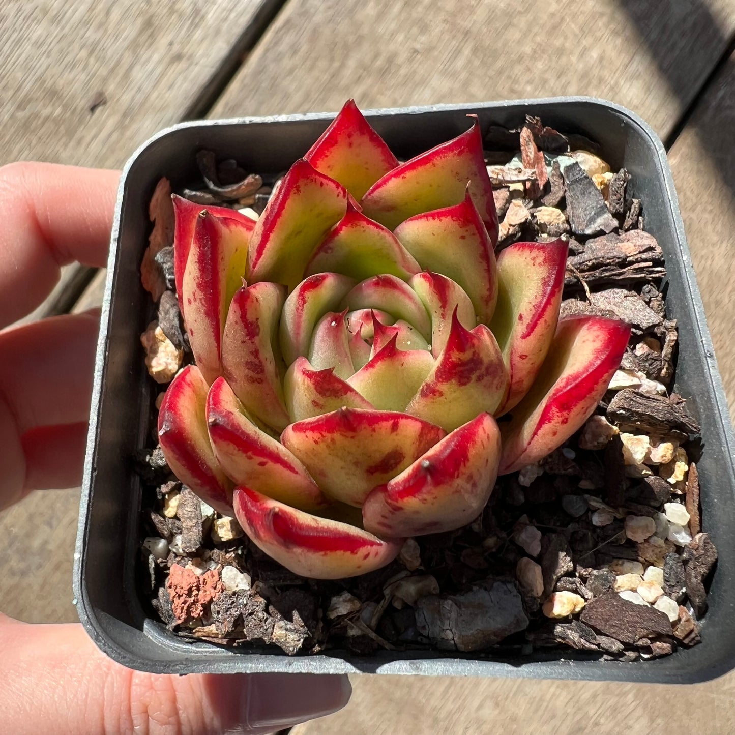 0907 Echeveria Red Ebony