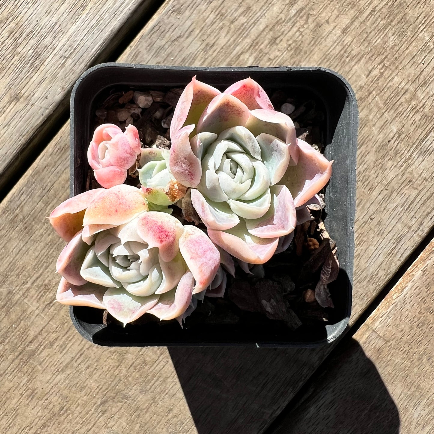 0907 Echeveria Rose Bud (Multi)