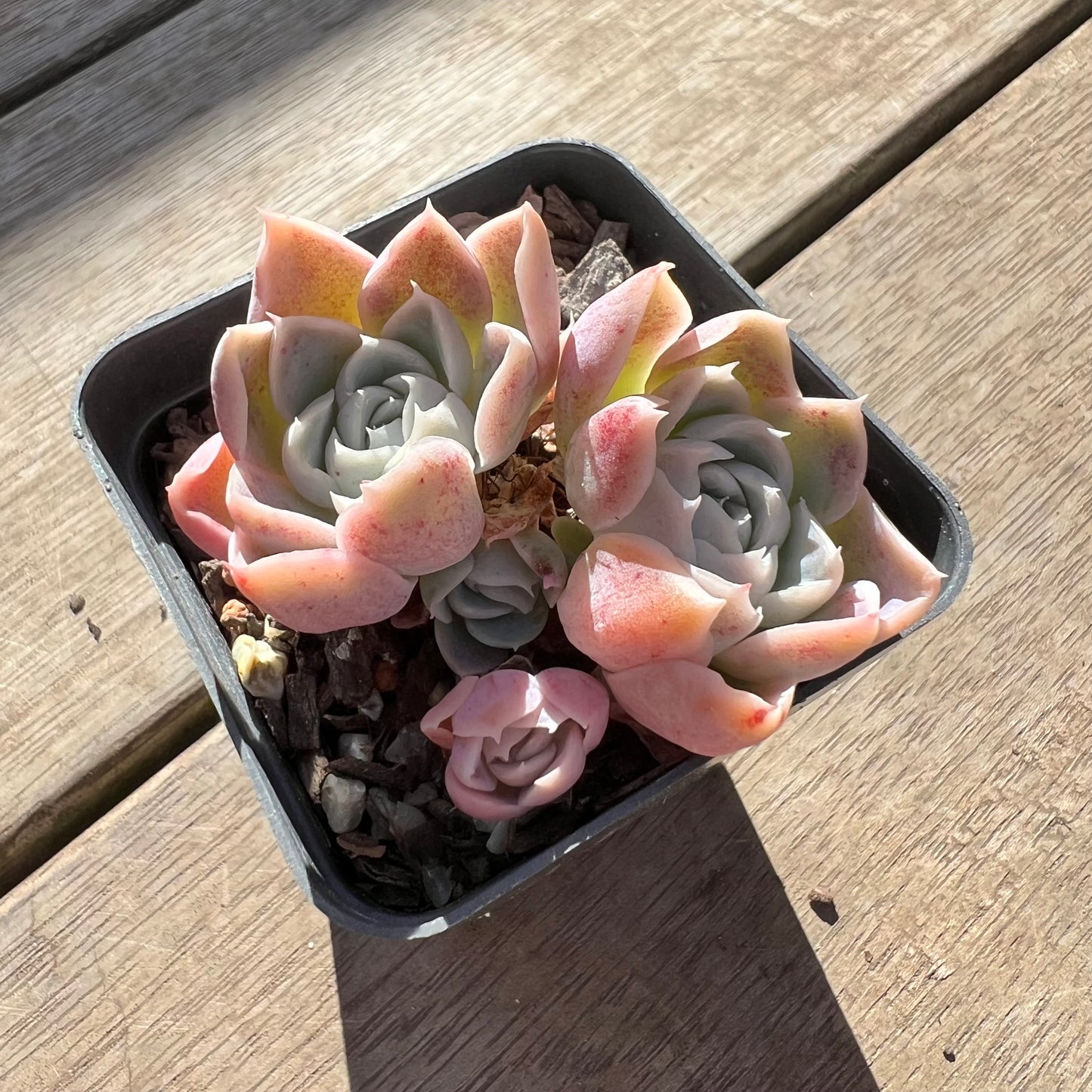 0907 Echeveria Rose Bud (Multi)