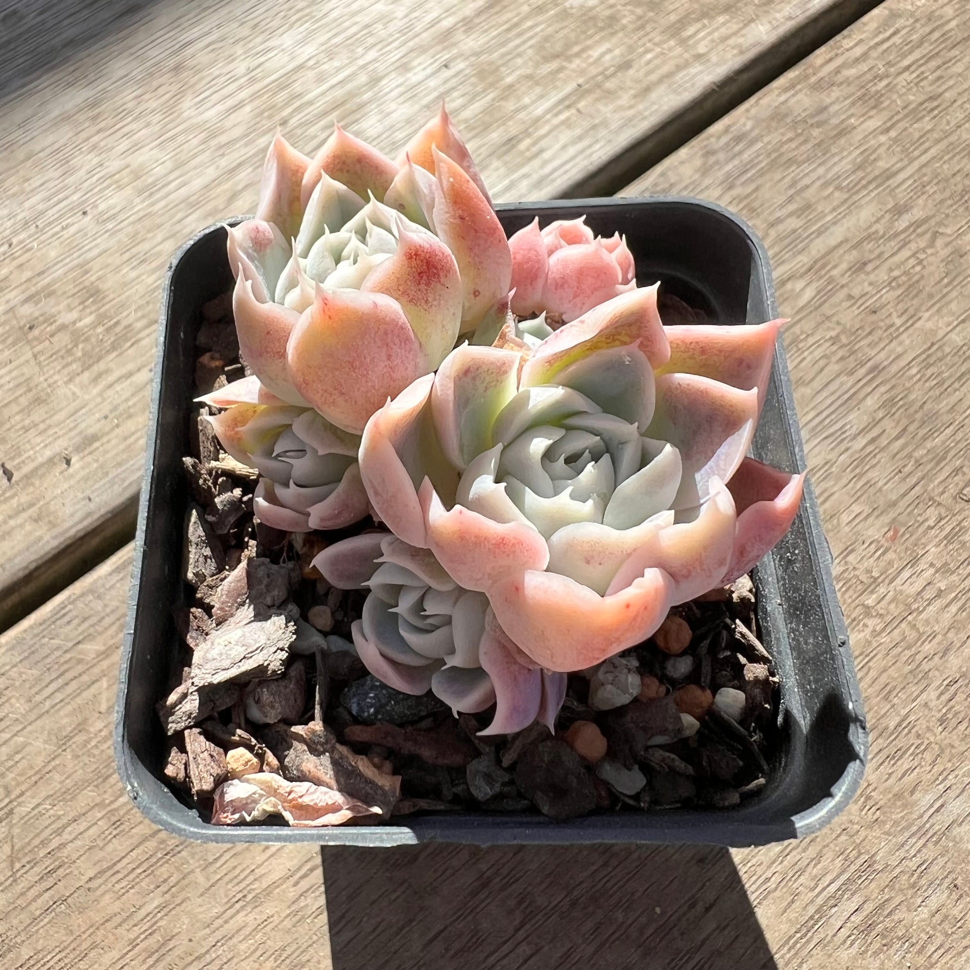 rosebud succulent 0907 Echeveria Rose Bud (Multi)