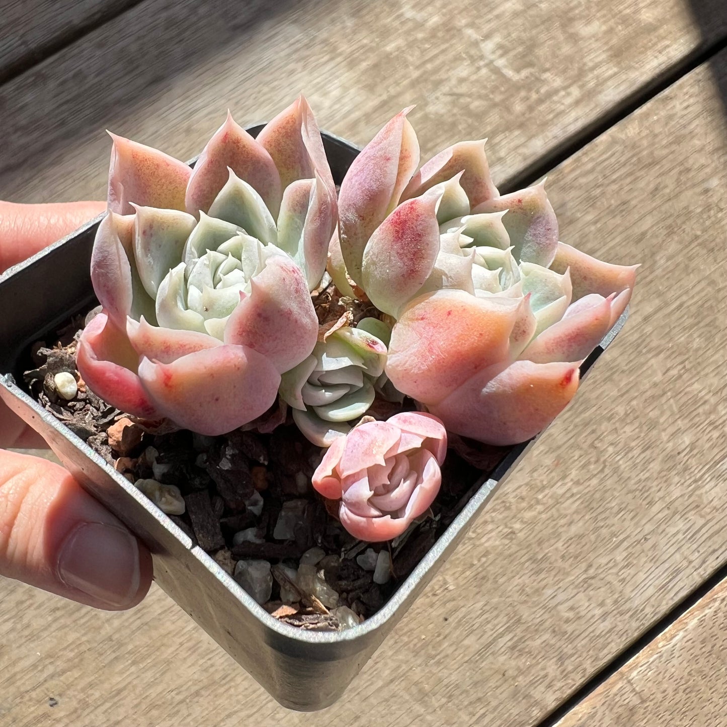 0907 Echeveria Rose Bud (Multi)