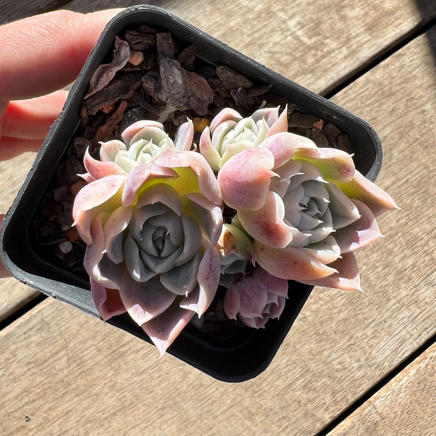 0907 Echeveria Rose Bud (Multi)