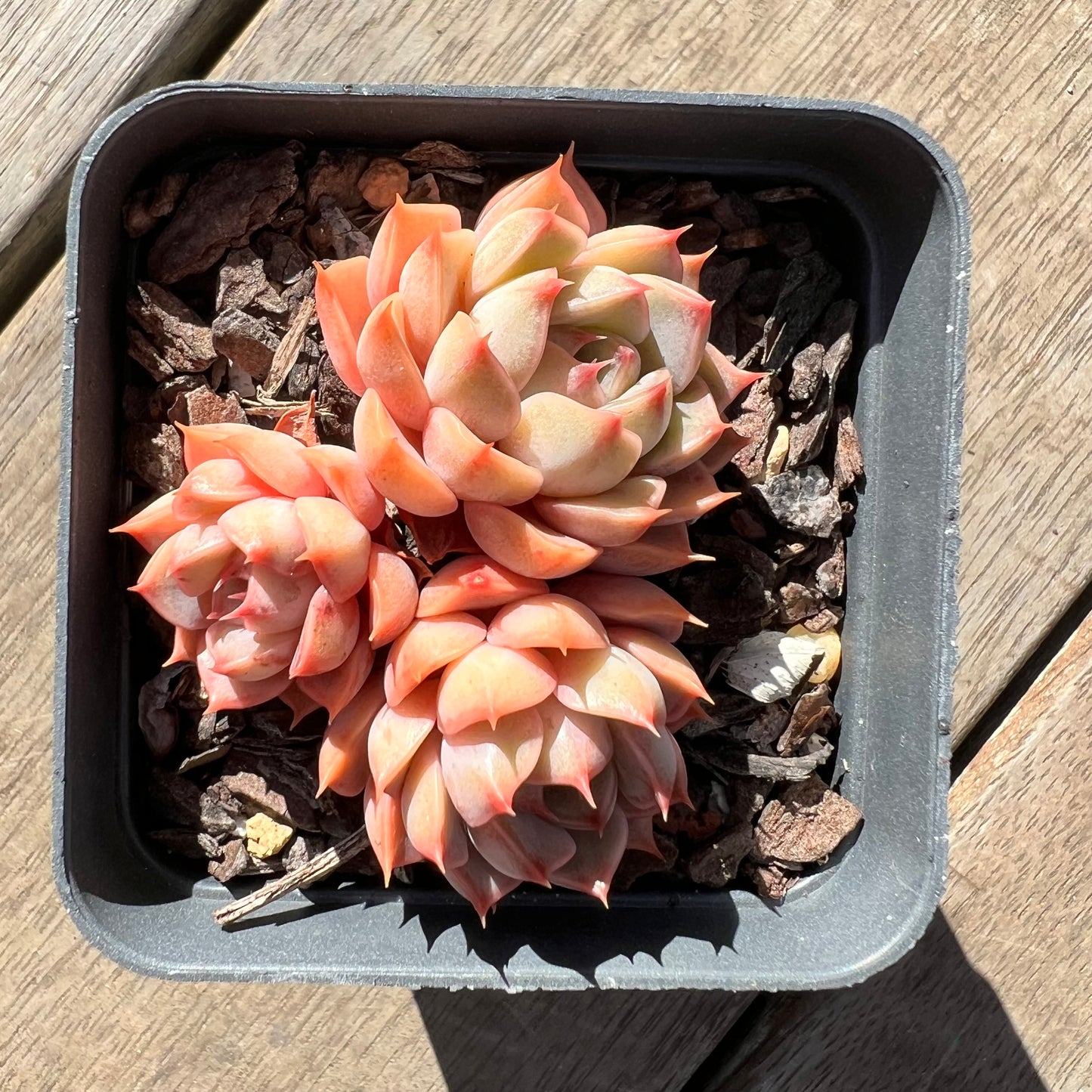 0907 Echeveria Summer Dream (multi)