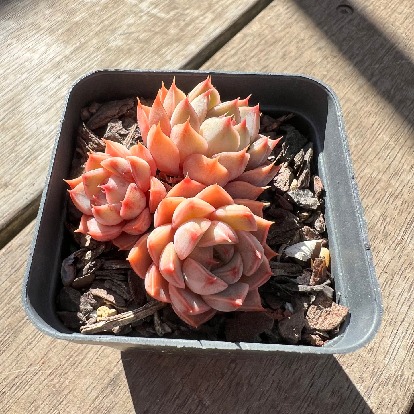 0907 Echeveria Summer Dream (multi)