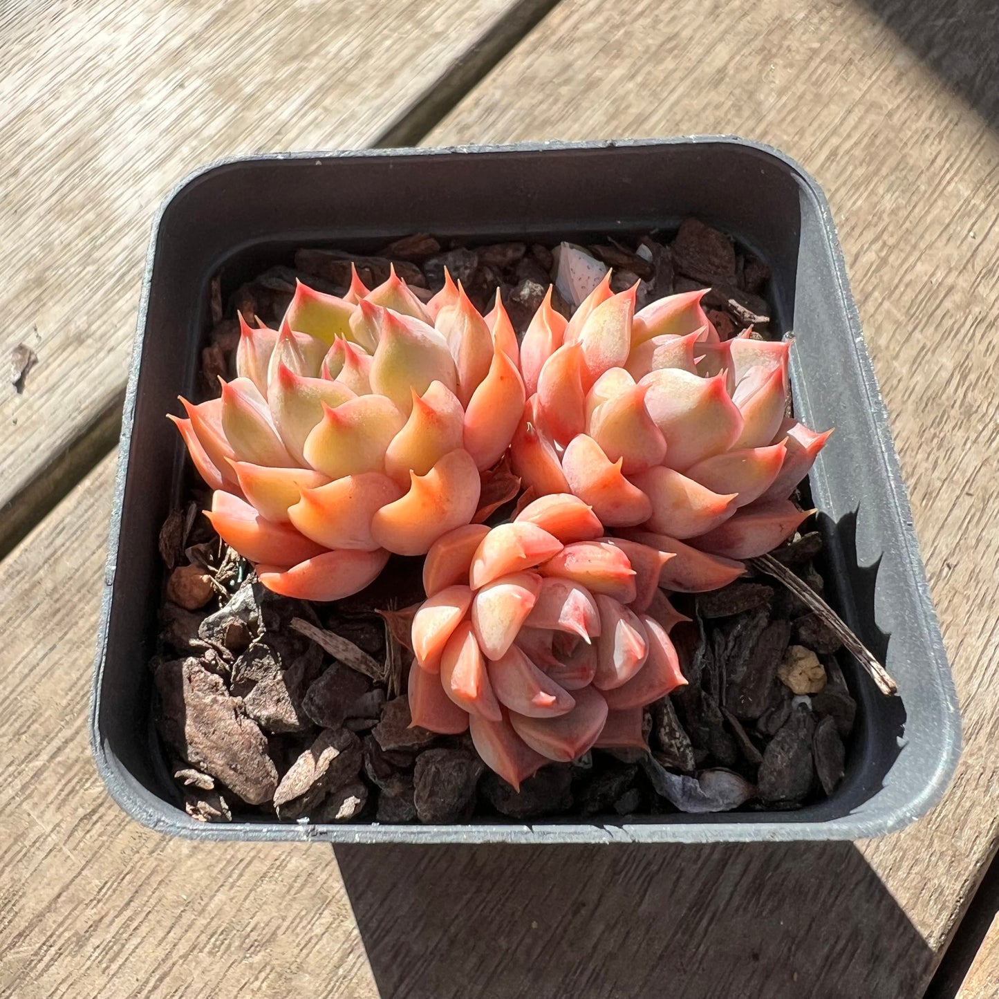 0907 Echeveria Summer Dream (multi)