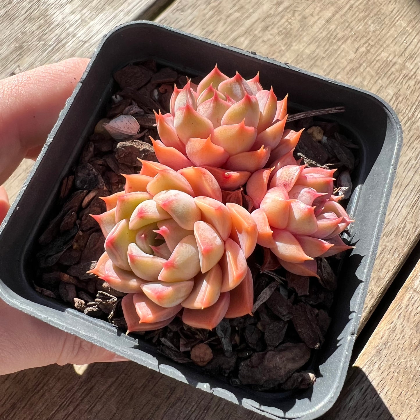 0907 Echeveria Summer Dream (multi)