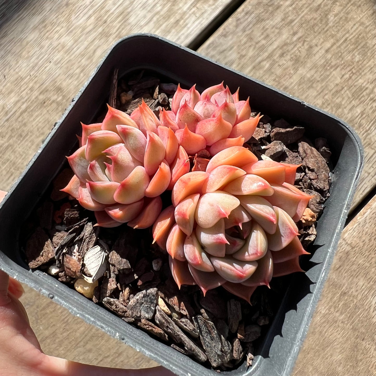 0907 Echeveria Summer Dream (multi)